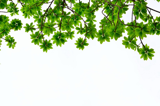 groene bladeren - Foto, afbeelding
