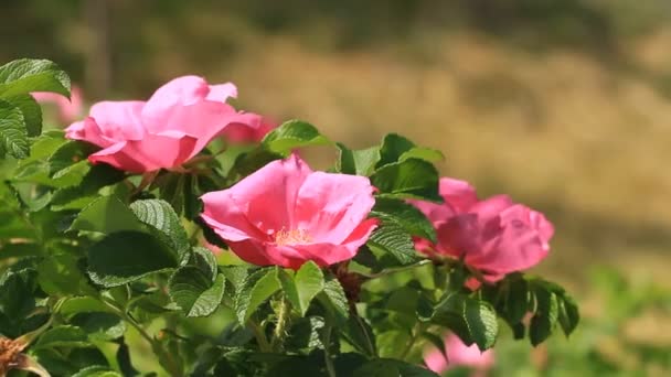 Kutya rózsa rózsaszín virágok virágzott tavasszal - Felvétel, videó