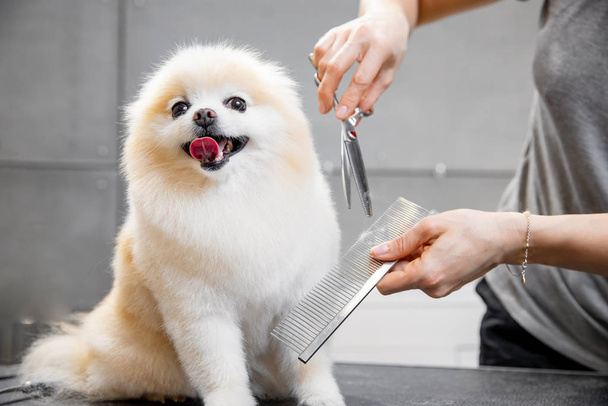 Master girl groomer shears small dog Pomeranian spitz with scissors in hairdresser for animals - Foto, imagen