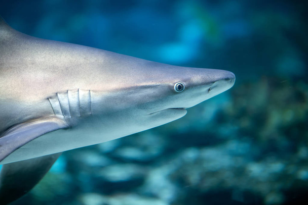 Underwater great white shark  - Foto, Imagem