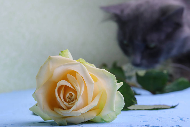 Una rosa amarilla y su olfateando gris borroso esponjoso gato Nebelung en el fondo. Bonita tarjeta. Espacio de copia - mascota y San Valentín y 8 de marzo días festivos
. - Foto, imagen