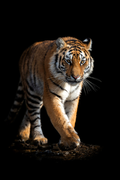 zblízka do tváře tygr izolovaných na černém pozadí - Fotografie, Obrázek
