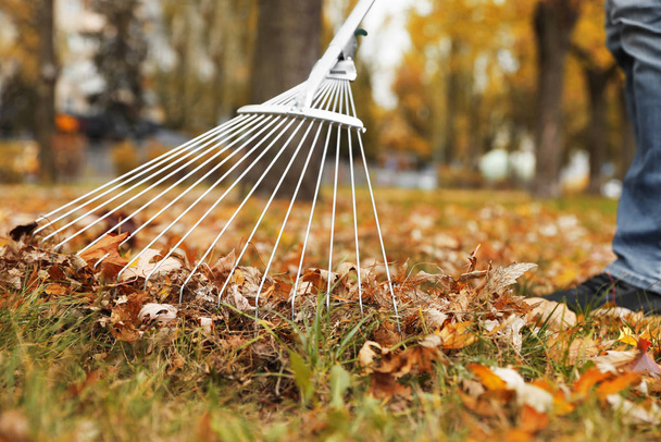 Person raking dry leaves outdoors on autumn day, closeup - Foto, immagini