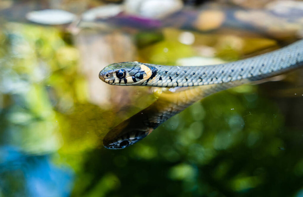 трава змія в саду
 - Фото, зображення
