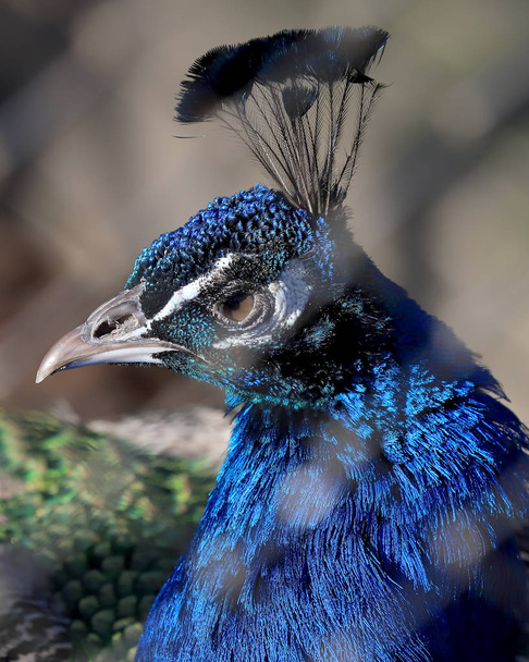 WROCLAW, POLAND - JANUARY 21, 2020: Peafowl is a common name for three species of birds in the genera Pavo and Afropavo of the Phasianidae family. ZOO in Wroclaw, Poland. - Photo, Image
