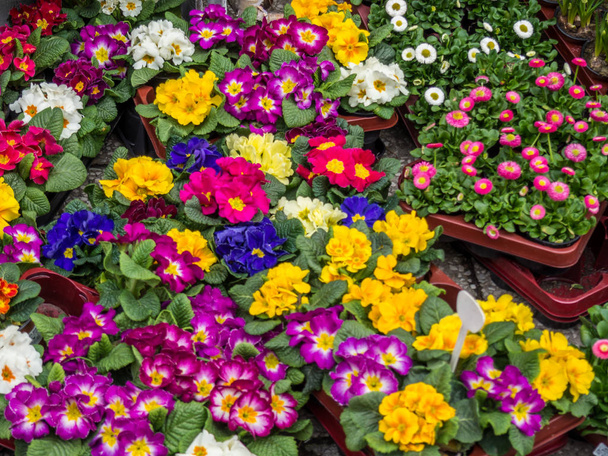 Primrose tavaszi háttér - Fotó, kép