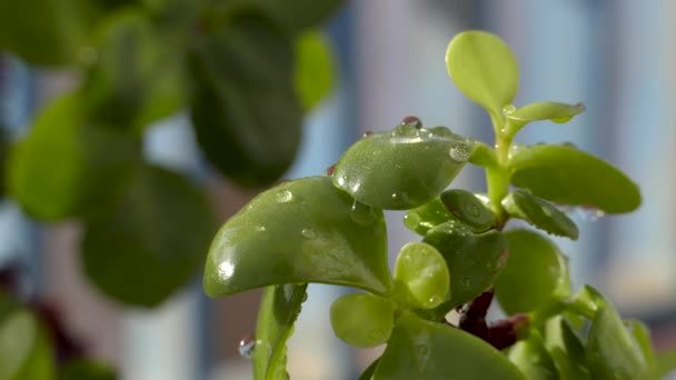 Houseplants with green leaves and water drops after watering. Selective focus, copy space - Filmagem, Vídeo