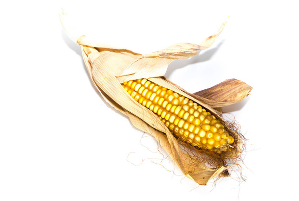 sárga kukorica elszigetelt háttér - Fotó, kép