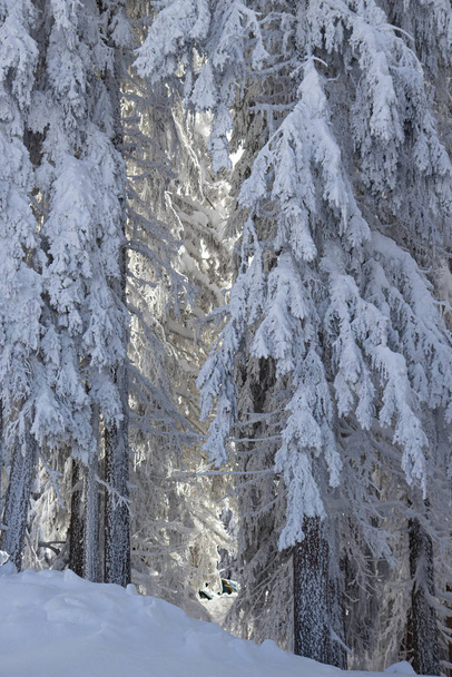 pine tress covered with snow in Alps - Valokuva, kuva