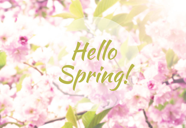 Hello Spring blurred background - Fotografie, Obrázek