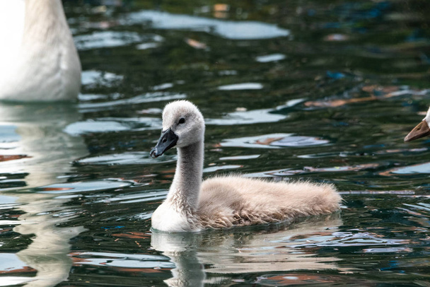 Недавно вылупившийся Cygnet на воде ребенка лебедя белый пушистый милая семья
 - Фото, изображение