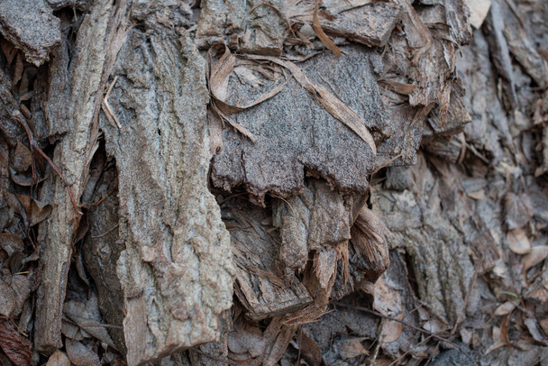 braunes Holz Textur Hintergrund. Holzstruktur mit natürlichem Muster. alten Holz Textur Hintergrund. Baum unter Raureif - Foto, Bild