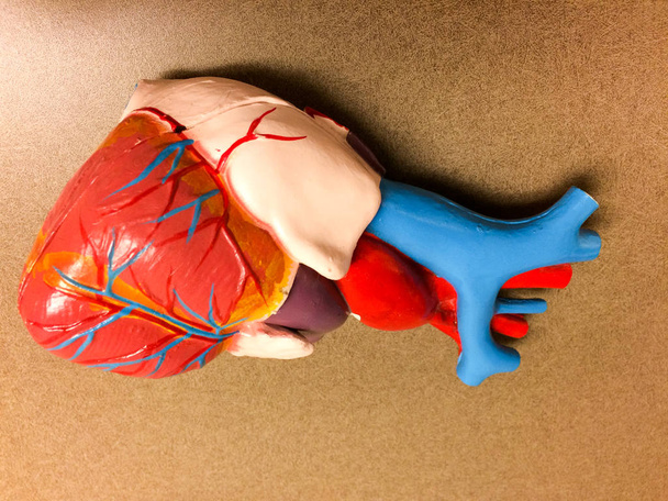 Ρεαλιστικό αντίγραφο μοντέλου ιατρικής καρδιάς - Φωτογραφία, εικόνα