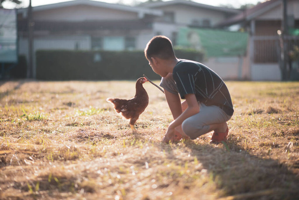 Hühnerküken spazieren im Garten - Foto, Bild