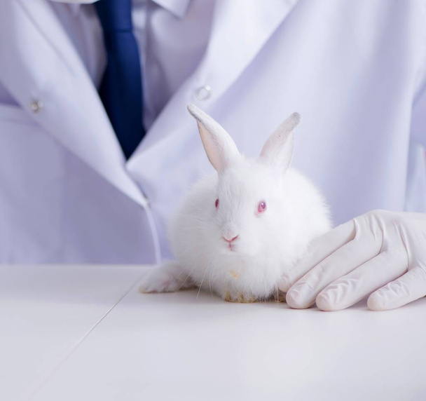 Lekarz weterynarii badający królika w szpitalu dla zwierząt domowych - Zdjęcie, obraz