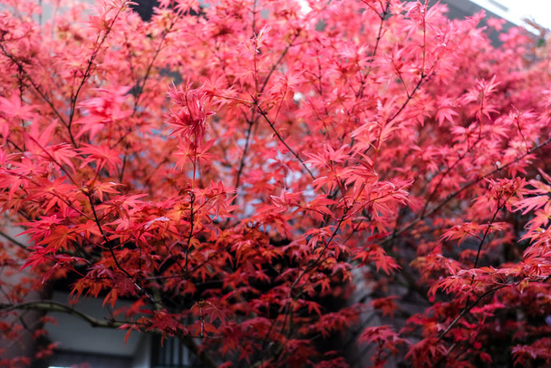 Красивые красные осенние листья в Японии
. - Фото, изображение