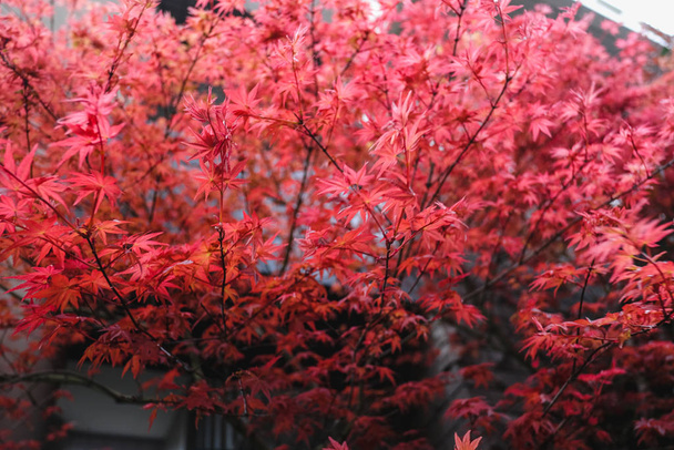 Красивые красные осенние листья в Японии
. - Фото, изображение