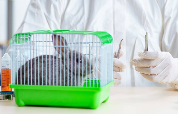 Wissenschaftler testet Kaninchen an Tieren - Foto, Bild