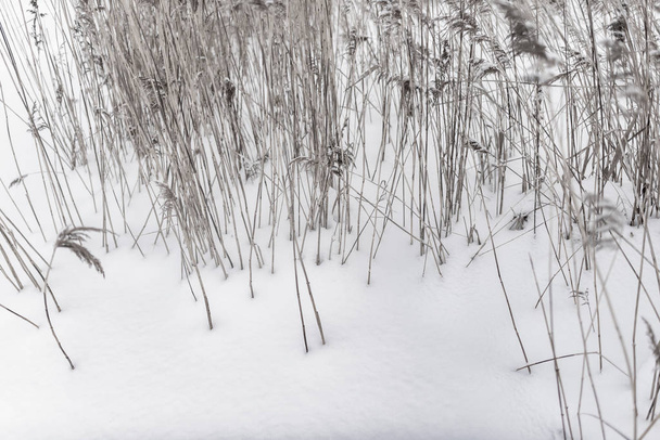 Ξηρά στελέχη του χόρτου ζαχαροκάλαμου μεγαλώνουν από λευκό χιόνι το χειμώνα. - Φωτογραφία, εικόνα