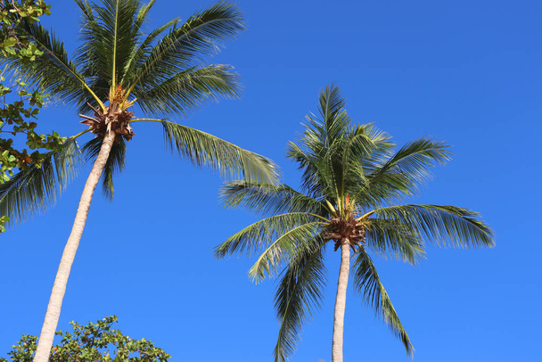 Paisagem tropical fundo, costa e palmeiras, céu e sol fundo
 - Foto, Imagem
