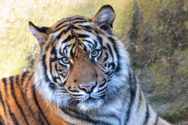 Tigre de Sumatra, Panthera Tigris Sumatrae
 - Foto, Imagen