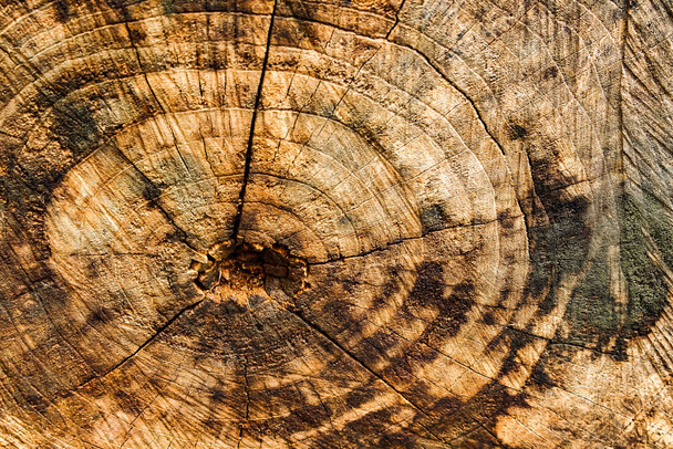 Surface bark texture close up as a background - Valokuva, kuva