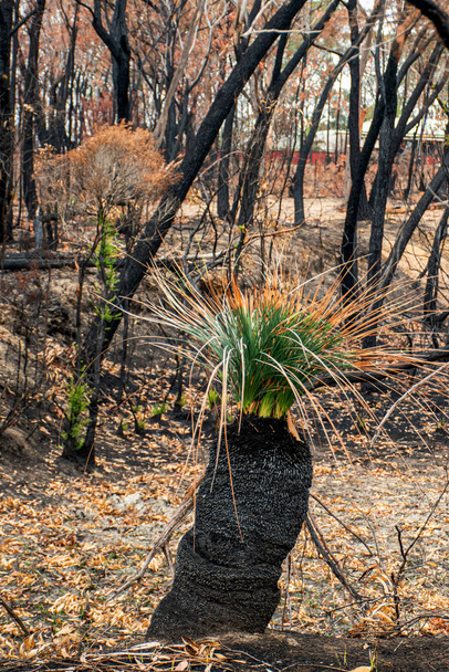 Австралийские лесные пожары: травяные деревья и эвкалиптовые деревья восстанавливаются после сильного пожара. Многие австралийские виды растений могут пережить лесные пожары и вновь прорасти
 - Фото, изображение