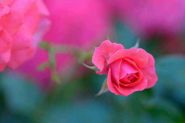 Květ růže v květu obklopený růžovými pupeny - mělká hloubka pole - Fotografie, Obrázek