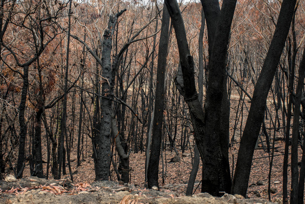 Австралийские последствия лесного пожара: сгоревшие эвкалиптовые деревья пострадали от огненной бури
 - Фото, изображение