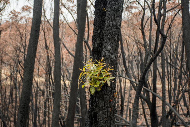 Australian bushfires aftermath: eucalyptus trees recovering after severe fire damage. Eucalyptus can survive and re-sprout from buds under their bark or from a lignotuber at the base of the tree. - Photo, Image