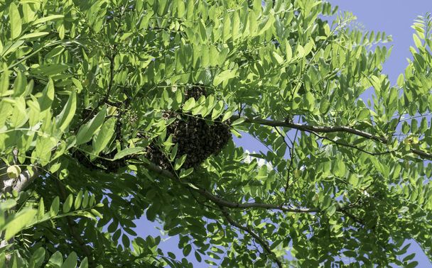Swarming méhek. Új telep (családi) méhek kialakulása egy fekete szentjánosfa egyik ágán. A mézzel méhek raja. - Fotó, kép