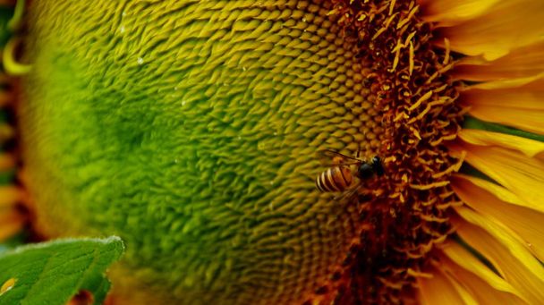  Girasoles y abejas que buscan néctar en una garde
 - Foto, imagen