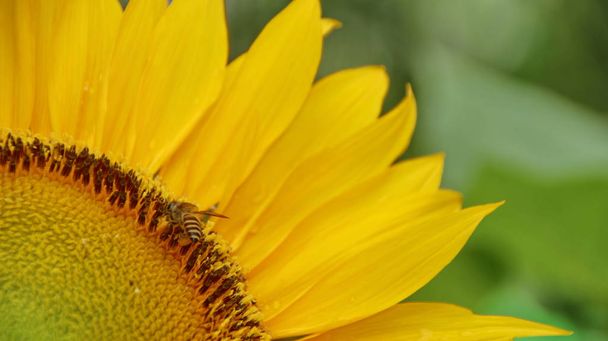  Auringonkukat ja mehiläiset, jotka etsivät nektaria puutarhassa
 - Valokuva, kuva