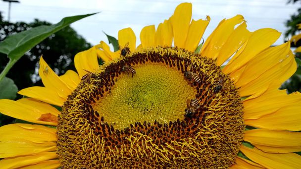  Auringonkukat ja mehiläiset, jotka etsivät nektaria puutarhassa
 - Valokuva, kuva