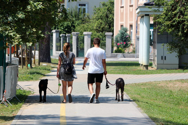 Young couple walking their two dogs in local park on paved and stone tiles sidewalk surrounded with trees and suburban family houses - Foto, imagen