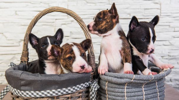 Cuatro divertidos bebés pequeños perros cachorros Basenji
 - Foto, Imagen
