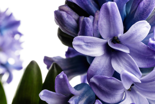 Hyacinth on white. - Foto, Bild