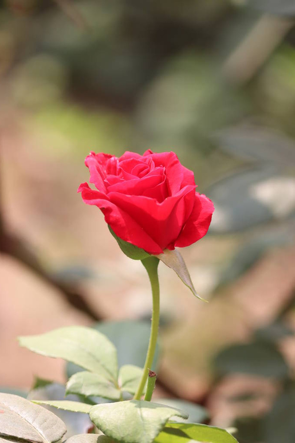 Όμορφο ροζ τριαντάφυλλο στον κήπο τριαντάφυλλο στο λιβάδι σε έναν κήπο - Φωτογραφία, εικόνα