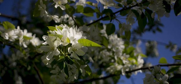 Яблони цветы. семеносодержащая часть растения, состоящая из репродуктивных органов, которые обычно окружены ярко окрашенной короллой из лепестков
 - Фото, изображение