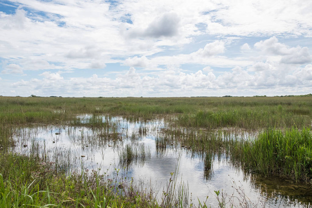 Paisaje vista del Parque Nacional Everglades en Florida
 - Foto, imagen