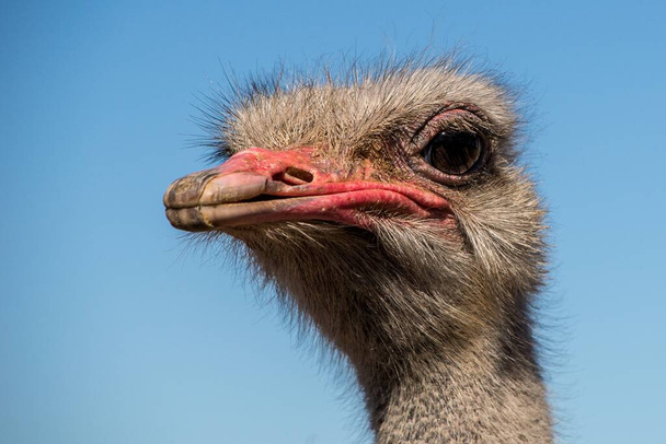 Foto de cierre de la cabeza de un avestruz detrás de un fondo borroso. - Foto, Imagen