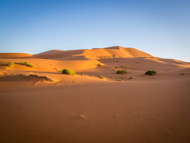Sahara desert under the sunlight and a blue sky in Morocco in Africa - Photo, Image