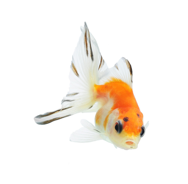 peixe dourado chique
 - Foto, Imagem