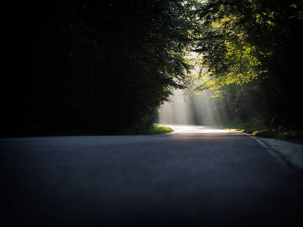 Beautiful scenery of a path with bright sun rays falling through a range of trees - Fotó, kép