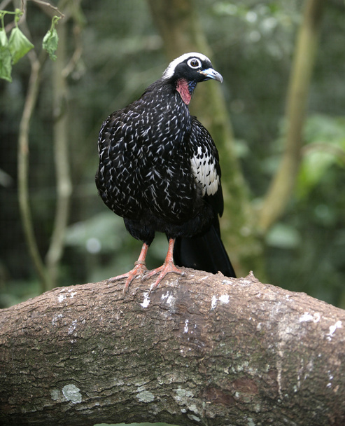 Black-fronted piping-guan, Penelope jacutinga - Photo, Image