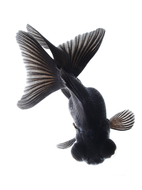 Черная золотая рыбка
 - Фото, изображение