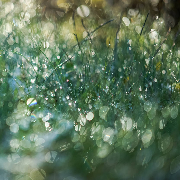 The green grass after the rain was photographed against the  sun with bokeh. Close-up image. With  space for text. Abstraction, background - Photo, Image