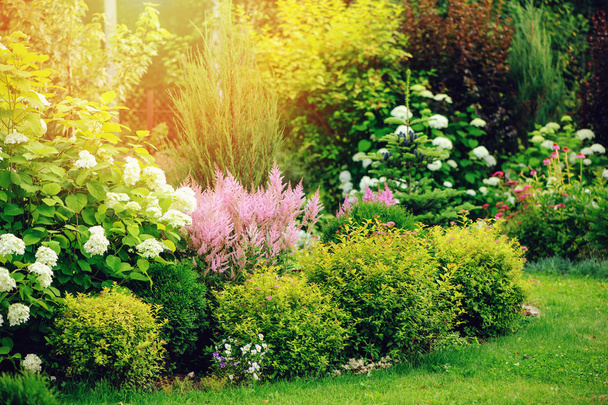 mixed border in summer garden with yellow spirea japonica, pink astilbe, hydrangea. Planting together shrubs and flowers - Photo, image