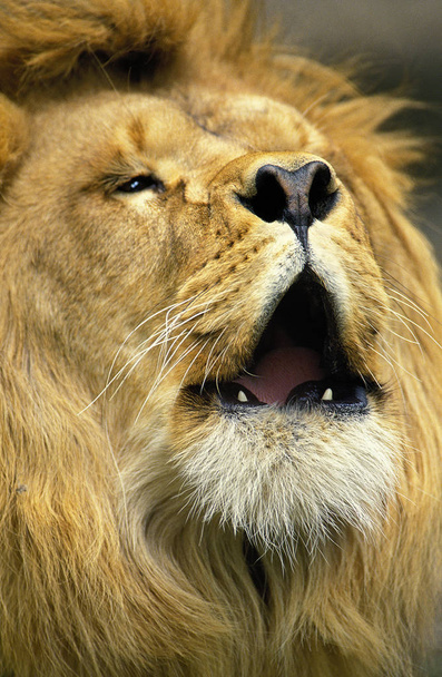 Löwe des afrikanischen Panthera leo - Foto, Bild
