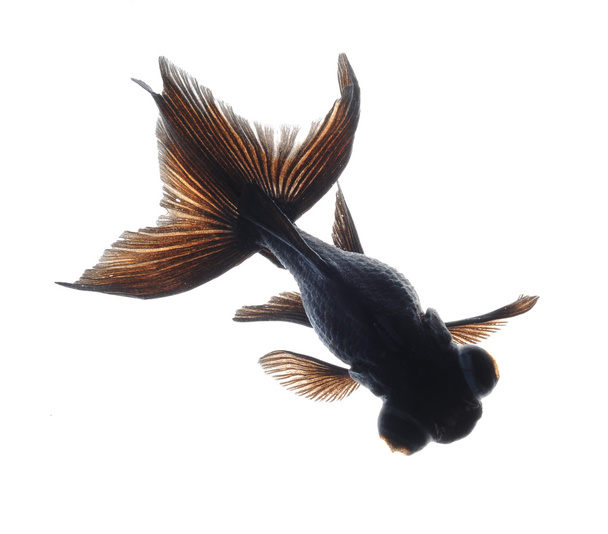 Черная золотая рыбка
 - Фото, изображение
